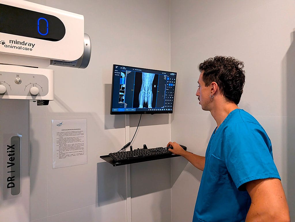 Qué es la medicina interna veterinaria​