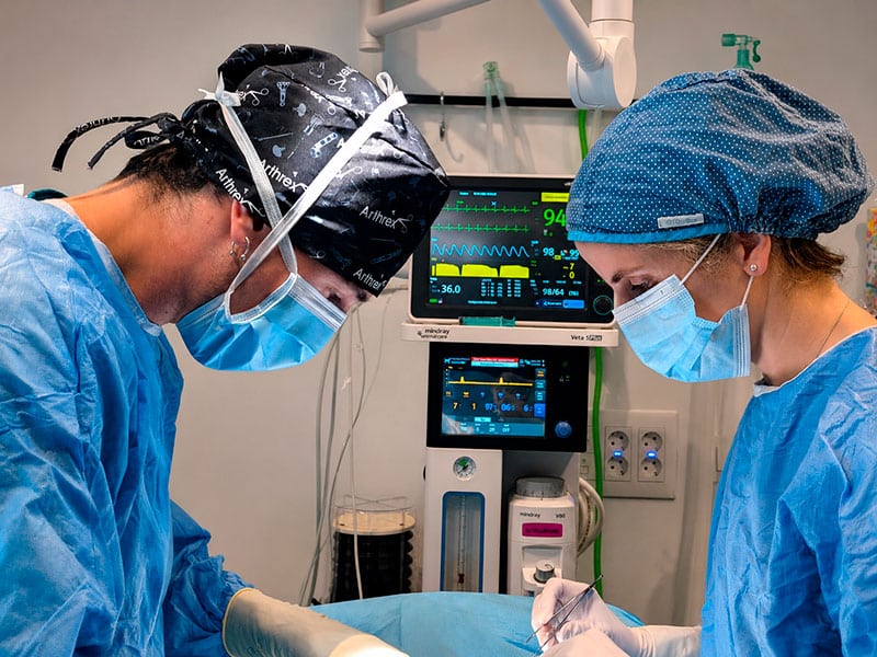 Servicio de cirugía veterinaria en Las Rozas 24 horas