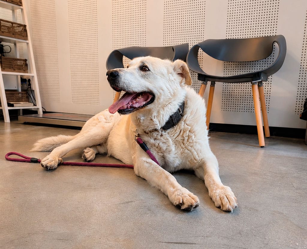 Servicios clínicos veterinarios para perros y gatos