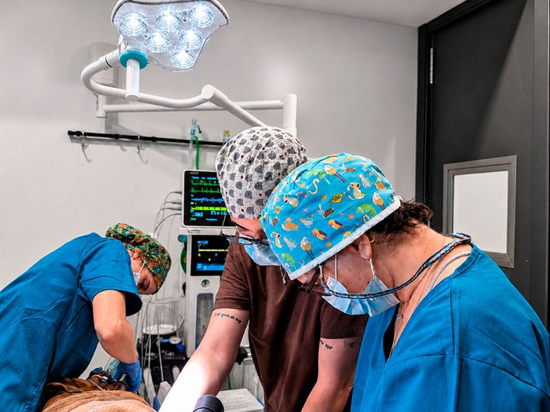 cirugia programada y de urgencias en las rozas