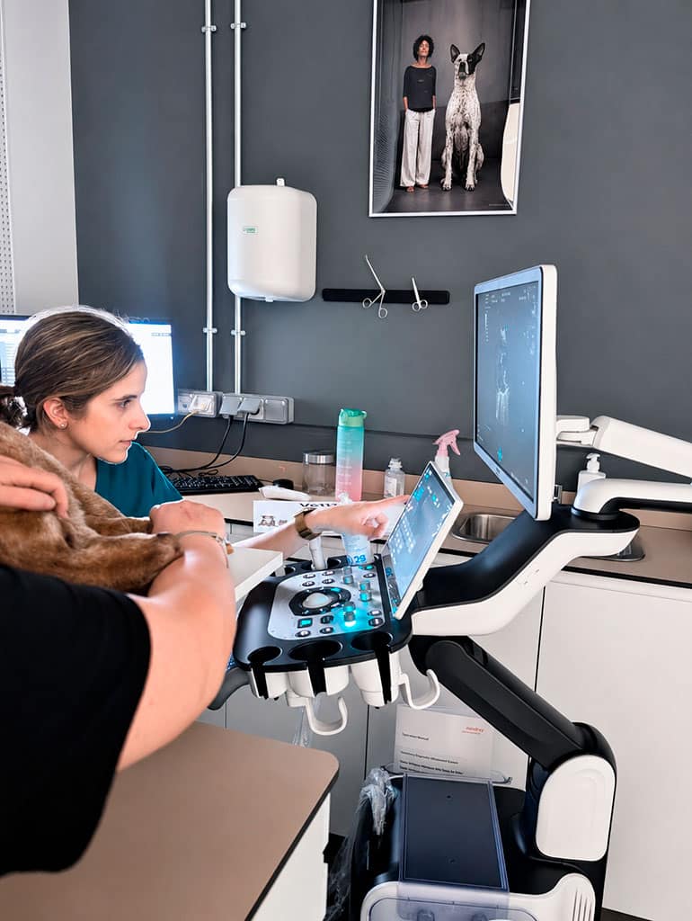 ecocardiograma veterinario en las rozas