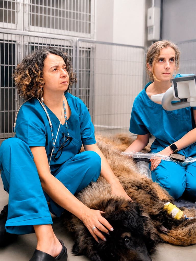 Ecografía veterinaria en Las Rozas​