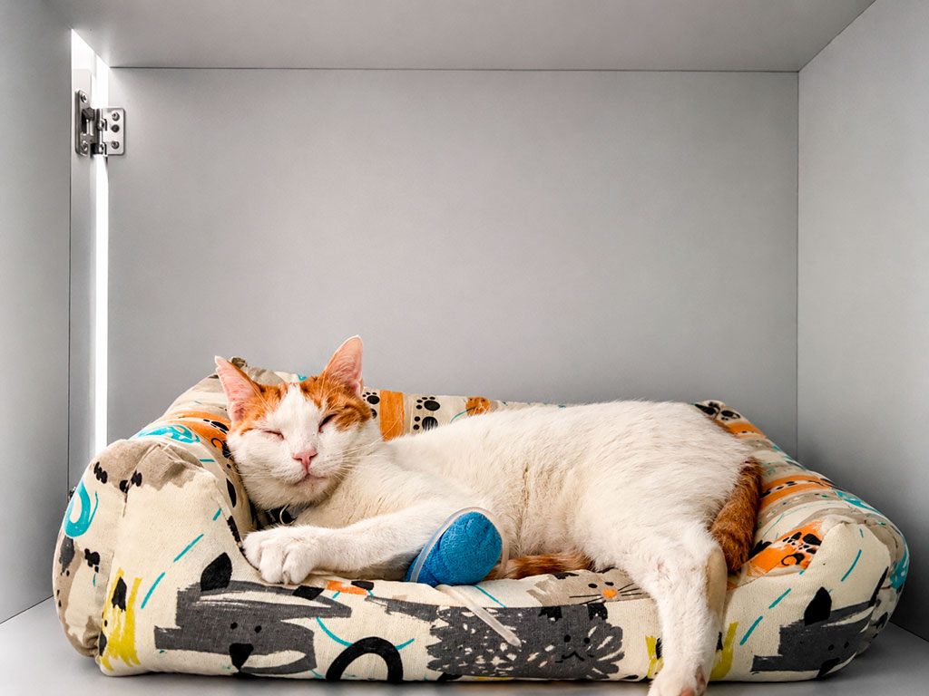 espacio pensado para gatos