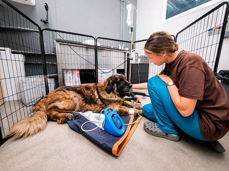 hospitalización veterinaria 24 horas en las rozas